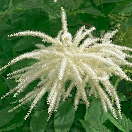 Aruncus 'Fairy Hair' Pot 9 cm