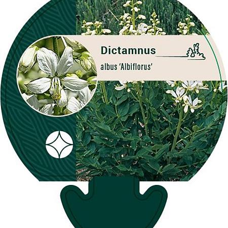 Dictamnus albus 'Albiflorus' Pot 9 cm