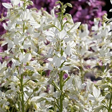 Dictamnus albus 'Albiflorus' Pot 9 cm