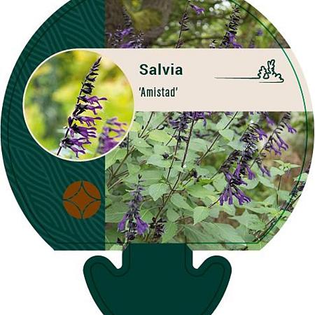 Salvia 'Amistad' Pot 9 cm