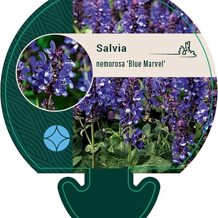 Salvia nem. 'Blue Marvel' Pot 9 cm