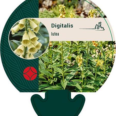 Digitalis lutea Pot 9 cm