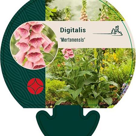 Digitalis 'Mertonensis' Pot 9 cm