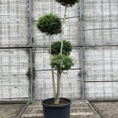 Ligustrum delavayanum Pot 50 Liter 150 - 175 cm Pon-Ponvorm