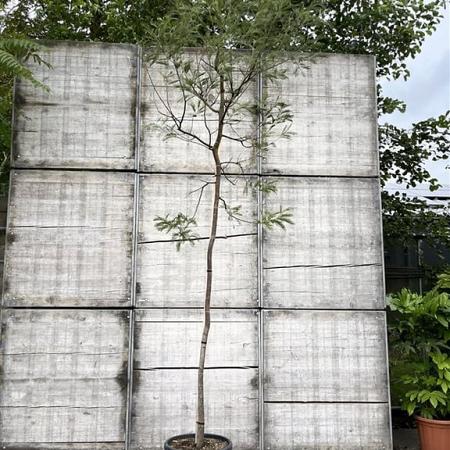 Acacia dealbata Hoogstam (Stamomtrek 8-10 cm)