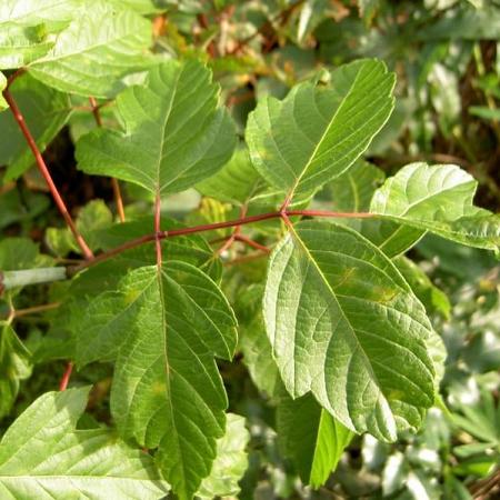 Acer negundo Hoogstam (Stamomtrek 10-12 cm)