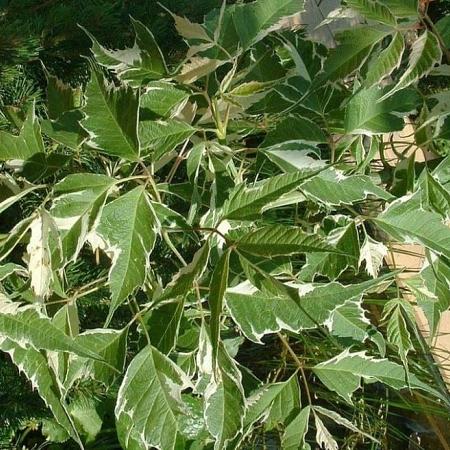 Acer negundo 'Flamingo' Hoogstam (Stamomtrek 16-18 cm)