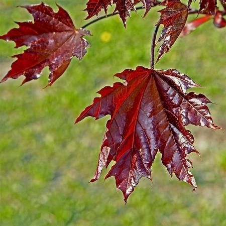 Acer plat. 'Crimson Sentry' Hoogstam (Stamomtrek 10-12 cm)