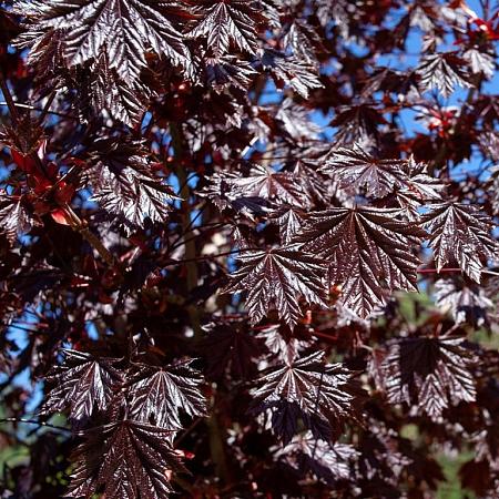 Acer plat. 'Royal Red' Hoogstam (Stamomtrek 12-14 cm)