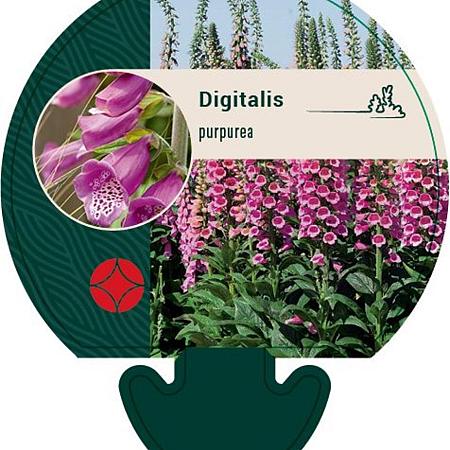 Digitalis purpurea Pot 9 cm