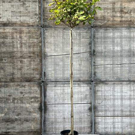 Catalpa bignonioides 'Nana' Hoogstam (Stamomtrek 12-14 cm)