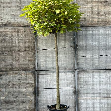 Catalpa bignonioides 'Nana' Hoogstam (Stamomtrek 16-18 cm)