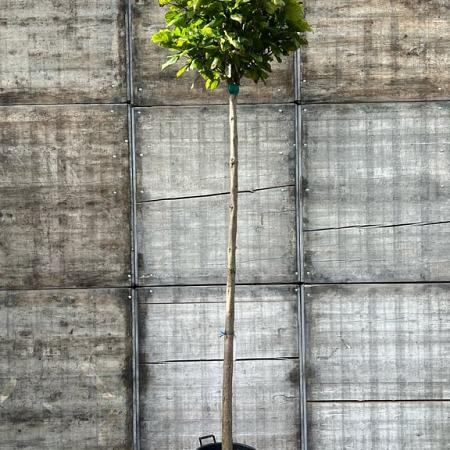 Catalpa bignonioides 'Nana' Hoogstam (Stamomtrek 14-16 cm)