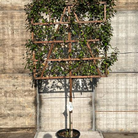 Elaeagnus ebb. 'Compacta' Stam 120 cm Leivorm 120x120 (BxH)