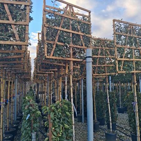 Elaeagnus ebb. 'Compacta' Stam 180 cm Leivorm 120x120 (BxH)