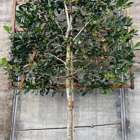 Ilex 'Nellie R. Stevens' Stam 180 cm Leivorm 120x120 (BxH)