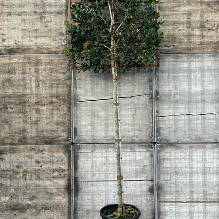 Ilex 'Nellie R. Stevens' Stam 180 cm Leivorm 120x120 (BxH)