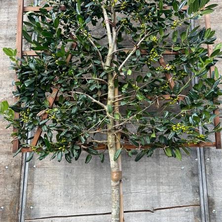 Ilex 'Nellie R. Stevens' Stam 200 cm Leivorm 120x120 (BxH)