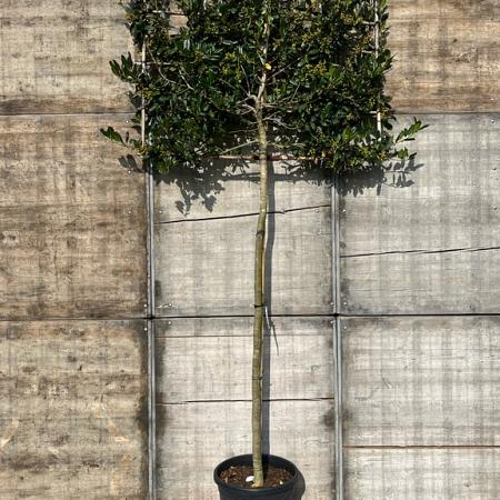 Ilex 'Nellie R. Stevens' Stam 200 cm Leivorm 150x130 (BxH) 