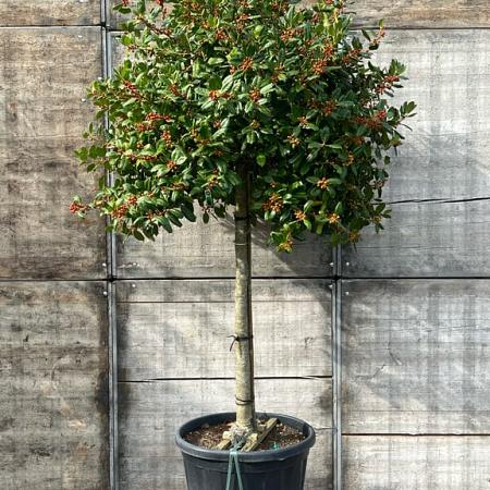 Ilex 'Nellie R. Stevens' Pot 110 liter Halfstam (Stamomtrek 18-20 cm)