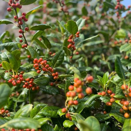 Ilex 'Nellie R. Stevens' Pot 110 liter Halfstam (Stamomtrek 18-20 cm)