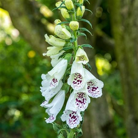 Digitalis purp. 'Alba' Pot 9 cm