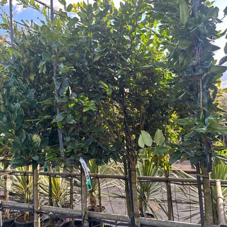 Ligustrum j. 'Texanum' Stam 120 cm Leivorm 120x100 (BxH)  ijzer frame