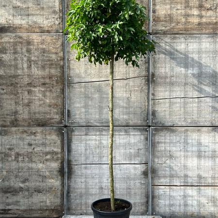 Liquidambar s. 'Gum Ball' Hoogstam (Stamomtrek 12-14 cm)