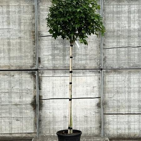 Liquidambar s. 'Gum Ball' Stam 140 cm (Stamomtrek 8-10 cm)