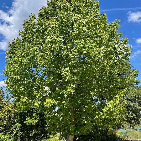 Liriodendron tulipifera Hoogstam (Stamomtrek 30-35 cm)
