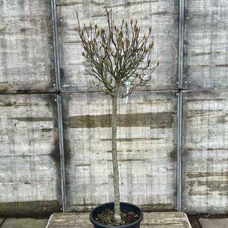 Magnolia soulangeana Pot 35 Liter Halfstam