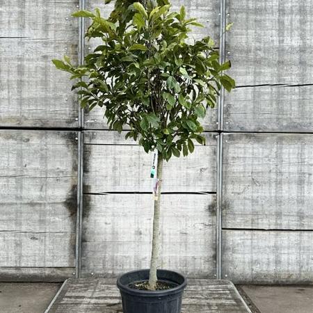 Magnolia 'Susan' Pot 35 Liter Halfstam