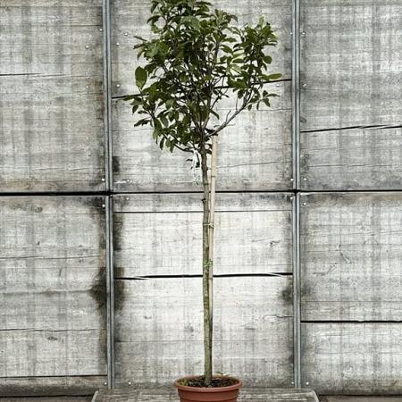Magnolia 'Susan' Pot 25 Liter Stam 120 cm