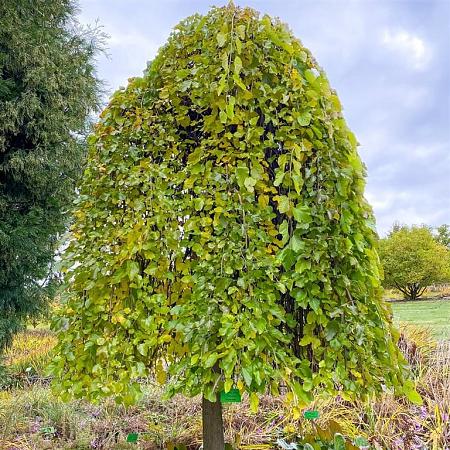 Morus alba 'Pendula' Hoogstam (Stamomtrek 16-18 cm)