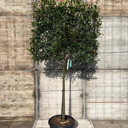 Photinia fraseri 'Carré Rouge' Stam 120 cm Leivorm 120x100 (BxH)  ijzer frame