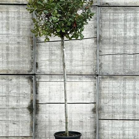 Photinia Magical Volcano Hoogstam (Stamomtrek 8-10 cm)