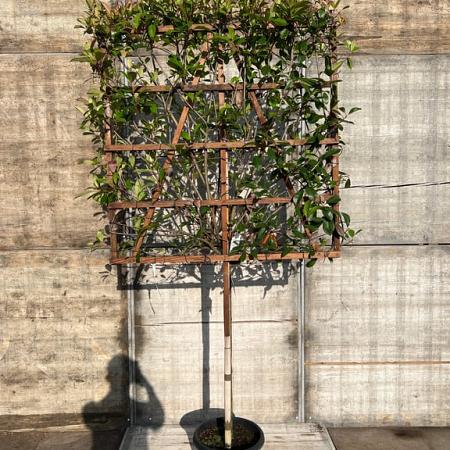Photinia fraseri 'Red Robin' Stam 100 cm Leivorm 120x120 (BxH)