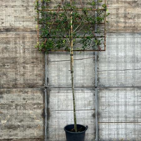 Photinia fraseri 'Red Robin' Stam 180 cm Leivorm 150x150 (BxH) 