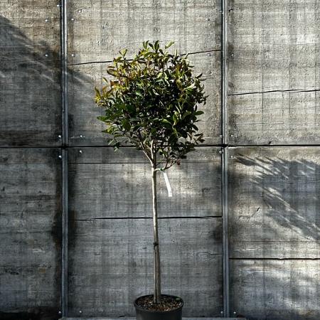Photinia fraseri 'Red Robin' Pot 18 liter Stam 100 cm