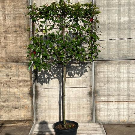 Photinia fraseri 'Red Robin' Stam 100 cm Leivorm 100x80 (BxH)  ijzer frame