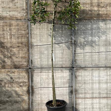 Photinia fraseri 'Red Robin' Stam 200 cm Leivorm 100x80 (BxH)  ijzer frame