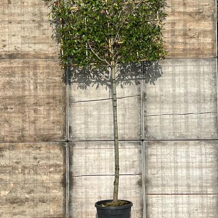 Photinia fraseri 'Red Robin' Stam 200 cm (Stamomtrek 16-18 cm) Leivorm 150x130 (BxH) 