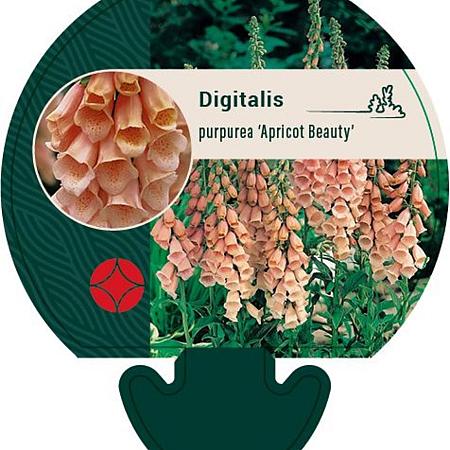 Digitalis purp. 'Apricot Beauty' Pot 9 cm