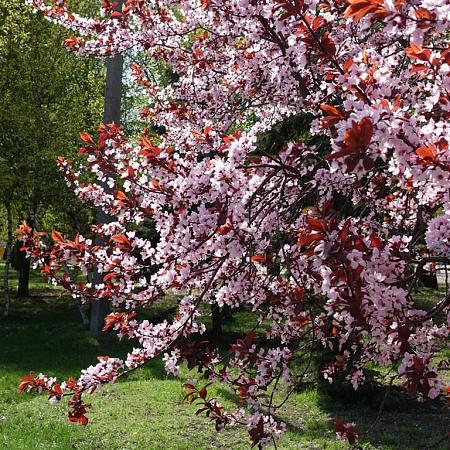 Prunus cistena Pot 7,5 Liter Stam 100 cm