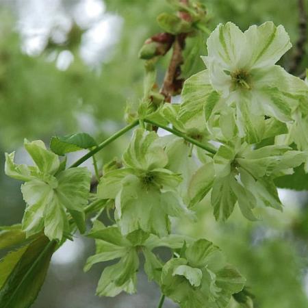 Prunus 'Gyoiko' Hoogstam (Stamomtrek 12-14 cm)