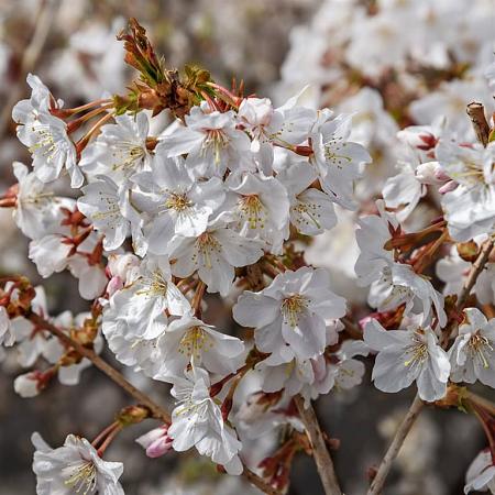 Prunus incisa 'Kojou-no-mai' Pot 10 liter Stam 120 cm