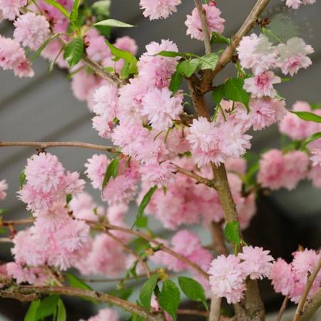 Prunus 'Kiku-shidare-zakura' Hoogstam (Stamomtrek 10-12 cm)