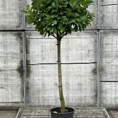 Prunus l. Etna Pot 12 liter Halfstam