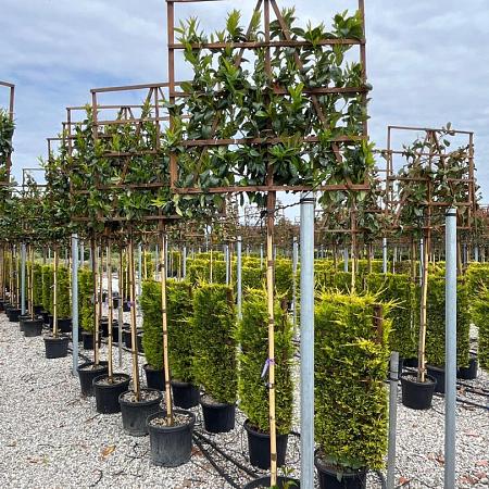 Prunus l. 'Novita' Stam 180 cm Leivorm 120x120 (BxH)