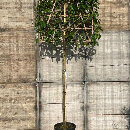 Prunus l. 'Novita' Stam 180 cm Leivorm 120x120 (BxH)